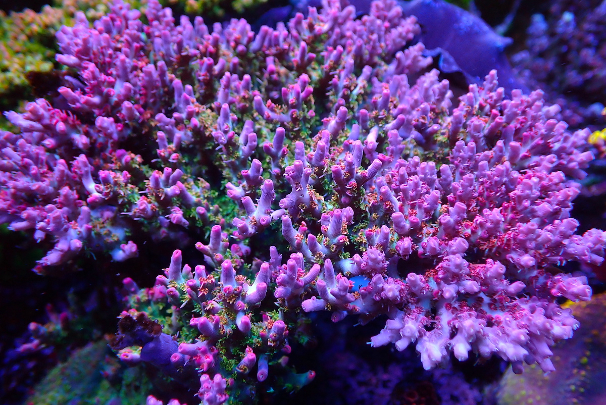 Vivid's Confetti Corals | Frag Garage