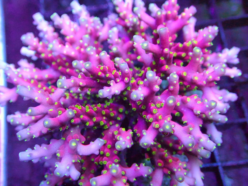 RR USA Firecracker Corals | Frag Garage