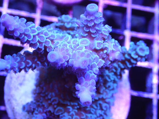 Tyree Blue Matrix Corals | Frag Garage