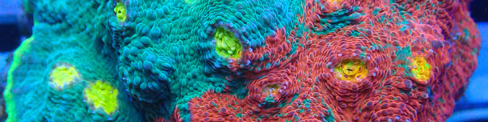 Sps Coral