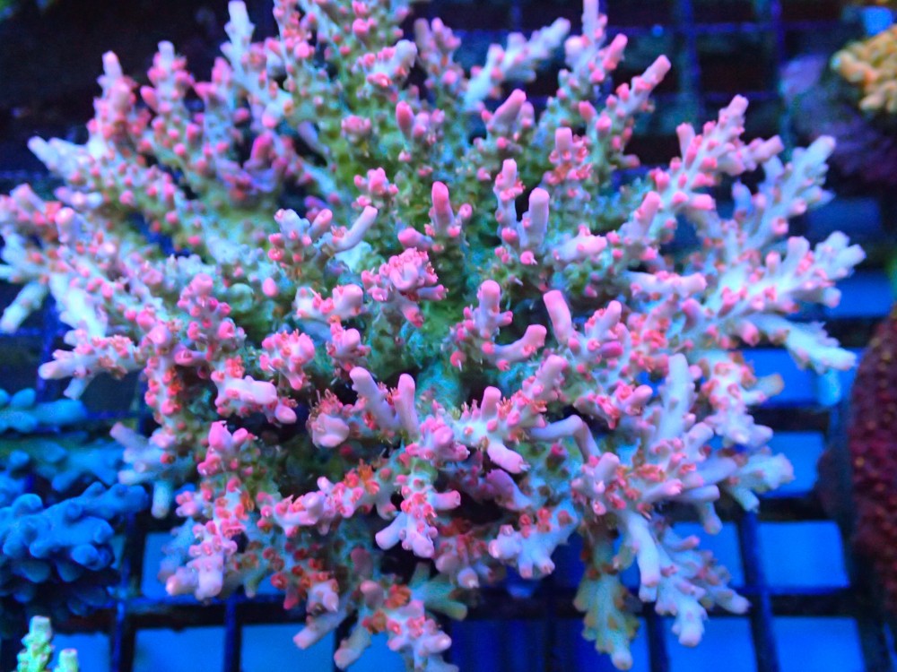 Vivid's Confetti Corals | Frag Garage