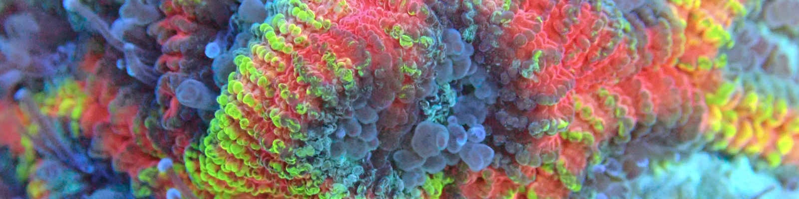 Sps Coral