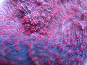 Red Roses Montipora