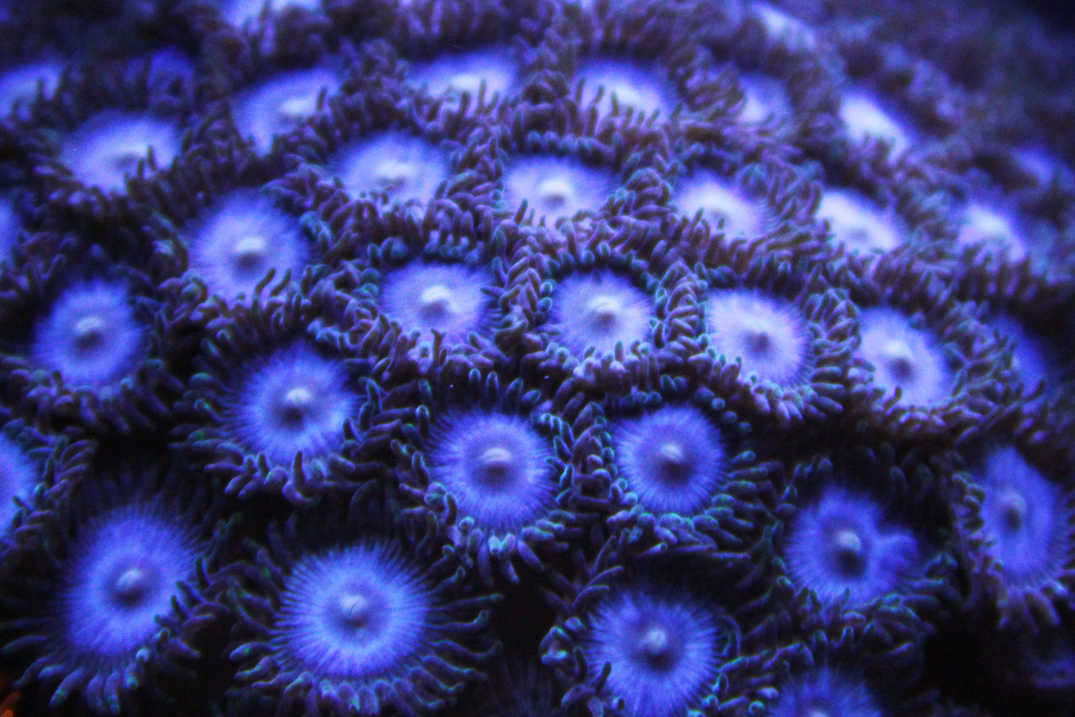 Blueberry Zoanthids (3-4 heads)