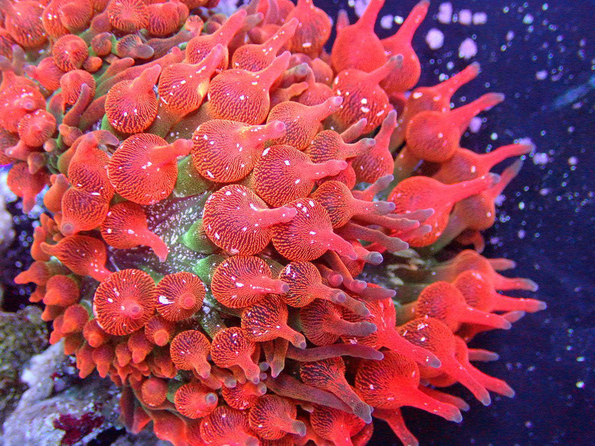 Speckled Rose Bubble Corals | Frag Garage