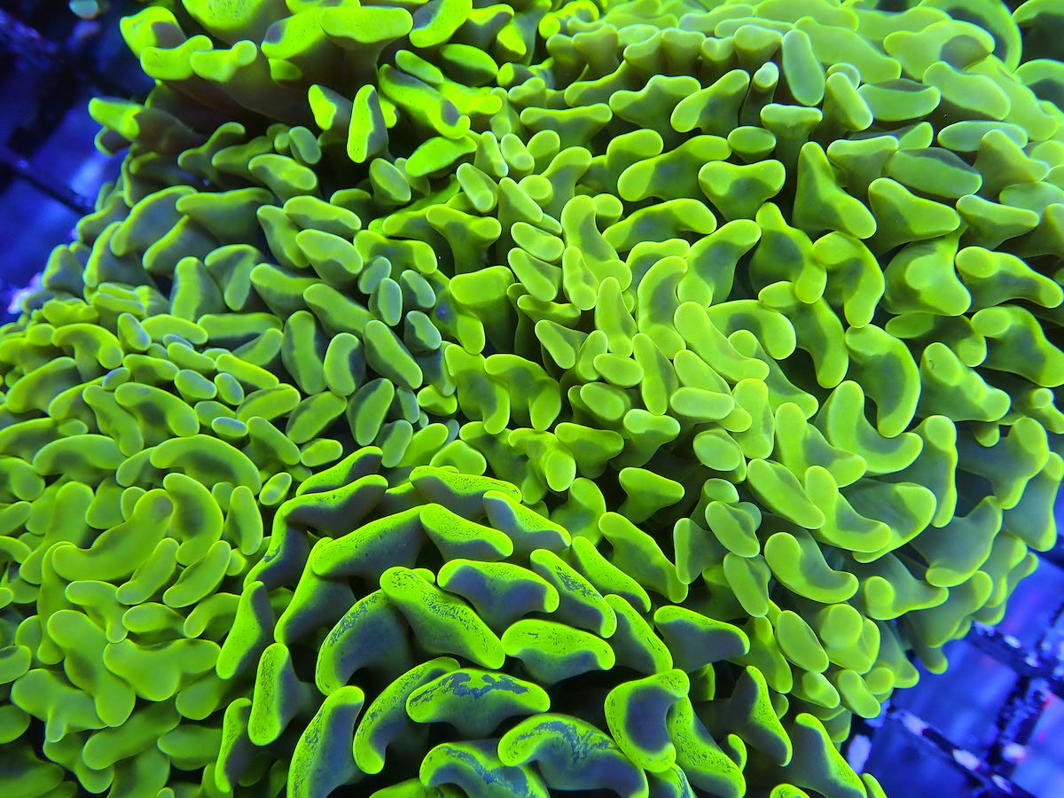 Yellow Branching Hammer Corals | Frag Garage